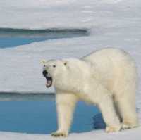 North Pole 90° unforgettable holiday
