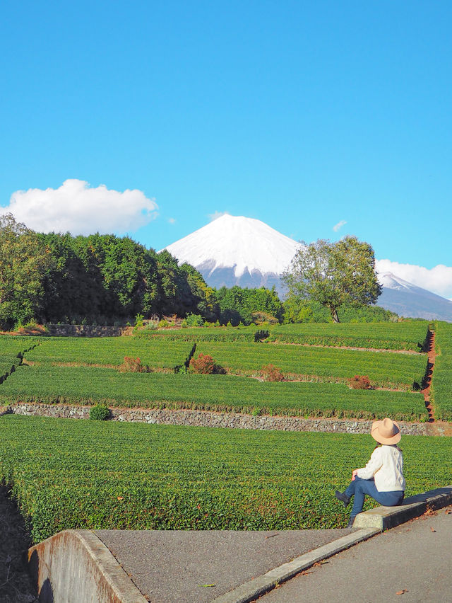 【静岡】茶畑も桜エビも堪能しちゃおう旅🏔️🌸🦐
