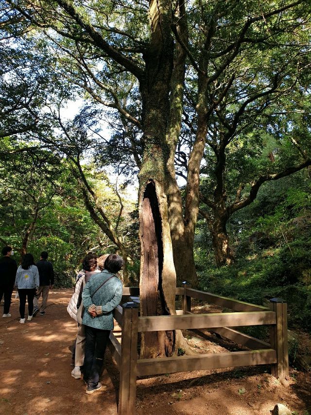 제주도의 풍경이 쌓인 숲, 천년의 숲 비자림