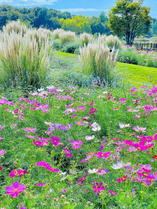 【愛知】秋の絶景！幻想的なコスモス畑が美しいモリコロパーク🌸