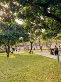 深圳好去處｜遇上波斯菊花海——南山西麗生態公園