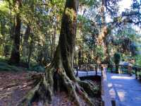 สัมผัสป่าดึกดำบรรพ์ อาลีซานเมืองไทย 🌲🌲🌲