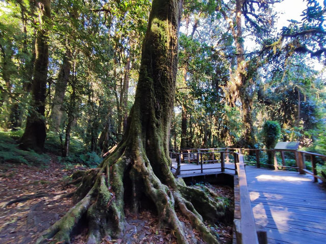 สัมผัสป่าดึกดำบรรพ์ อาลีซานเมืองไทย 🌲🌲🌲