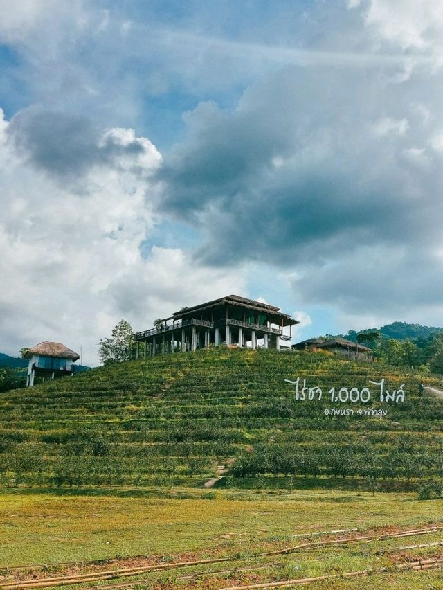 ไร่ชา 1,000 ไมล์, พัทลุง