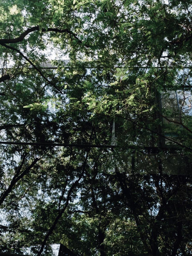 ไล-บรา-รี่ ในป่า 🌳🌱🌲