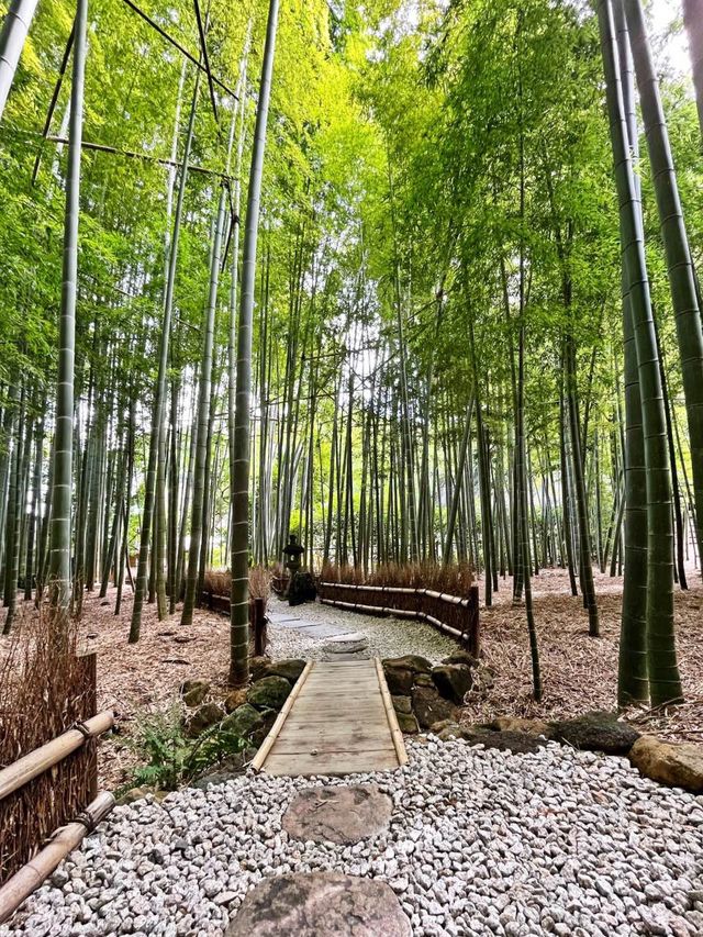 【神奈川】京都じゃないよ！心安らぐ竹の庭🎋