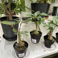 植物園！？素敵すぎる園芸ショップ！