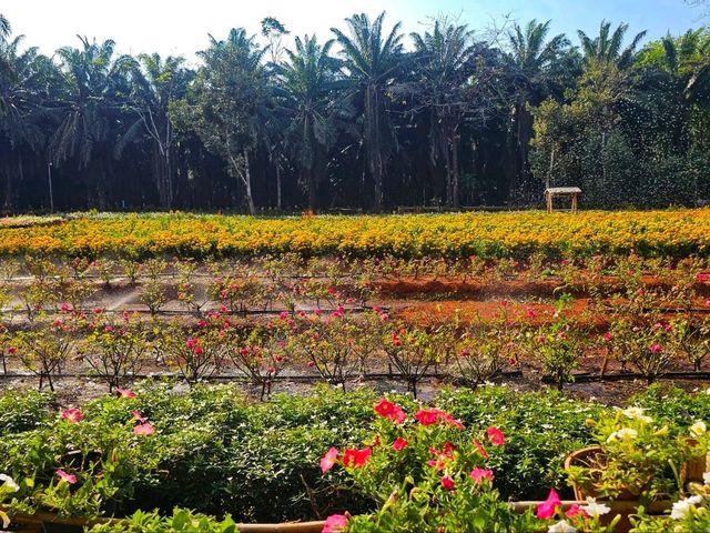 สวนดอกไม้ จ.กระบี่