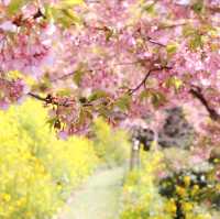 富士山×桜が絶景！神奈川のおすすめ桜スポット