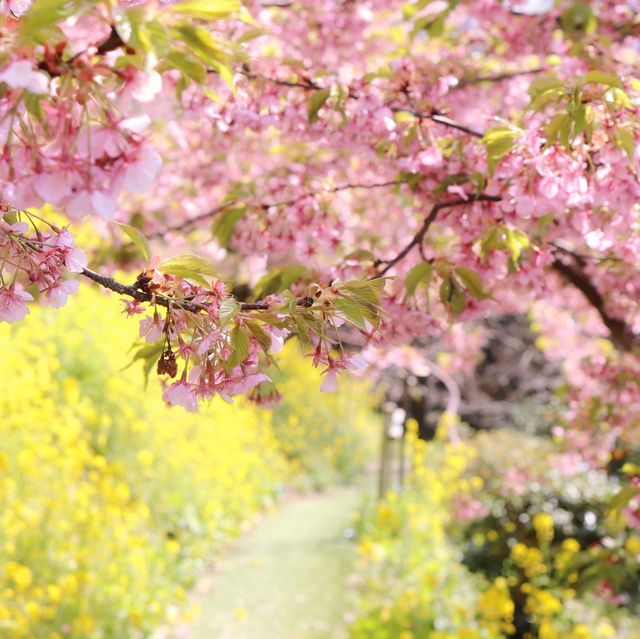 富士山×桜が絶景！神奈川のおすすめ桜スポット