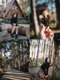 พาไปป่าสนเชียงใหม่ ที่ขึ้นชื่อเรื่องจองยากมากก 🪵🌲