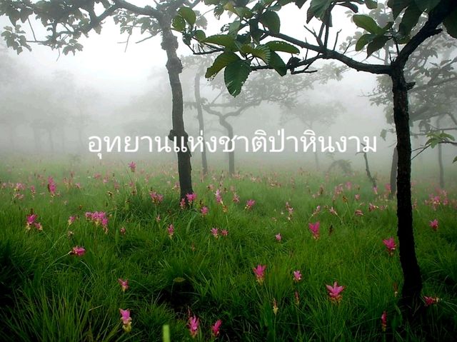 ชมดอกกระเจียวท่ามกลางสายหมอก