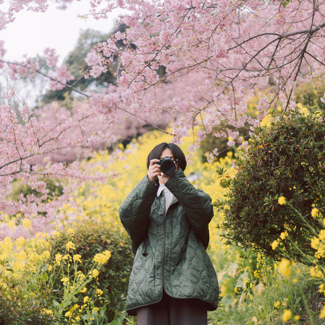 【神奈川】桜🌸×菜の花💛で春一色な「あぐりパーク嵯峨山苑」