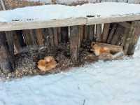 Kitakitsune Farm (Fox Farm)