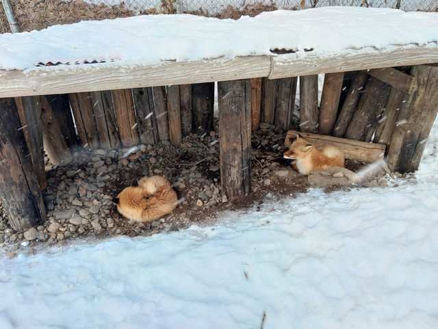 Kitakitsune Farm (Fox Farm)