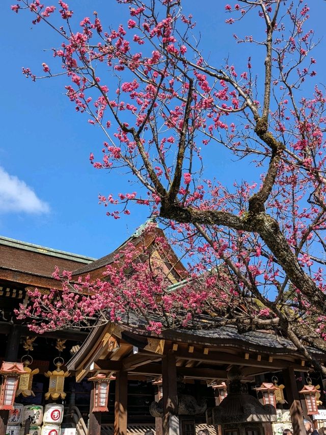 北野天満宮【北野の花手水】撫で牛の両脇の生花が華やかで綺麗