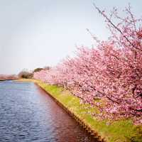 【三重】一足早く桜が見たいなら！ココおススメ