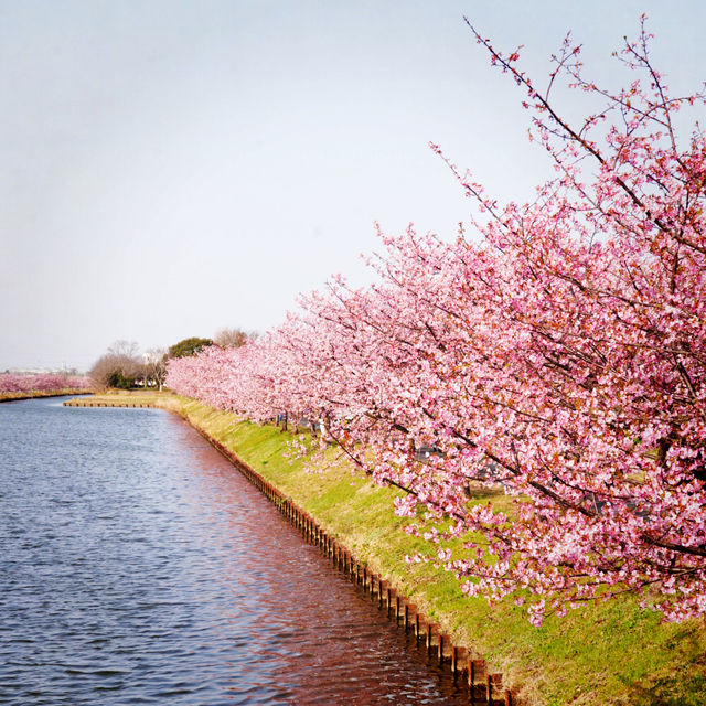 【三重】一足早く桜が見たいなら！ココおススメ