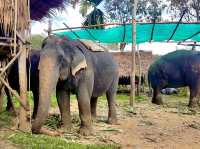 Nosey Parker's Elephant Camp