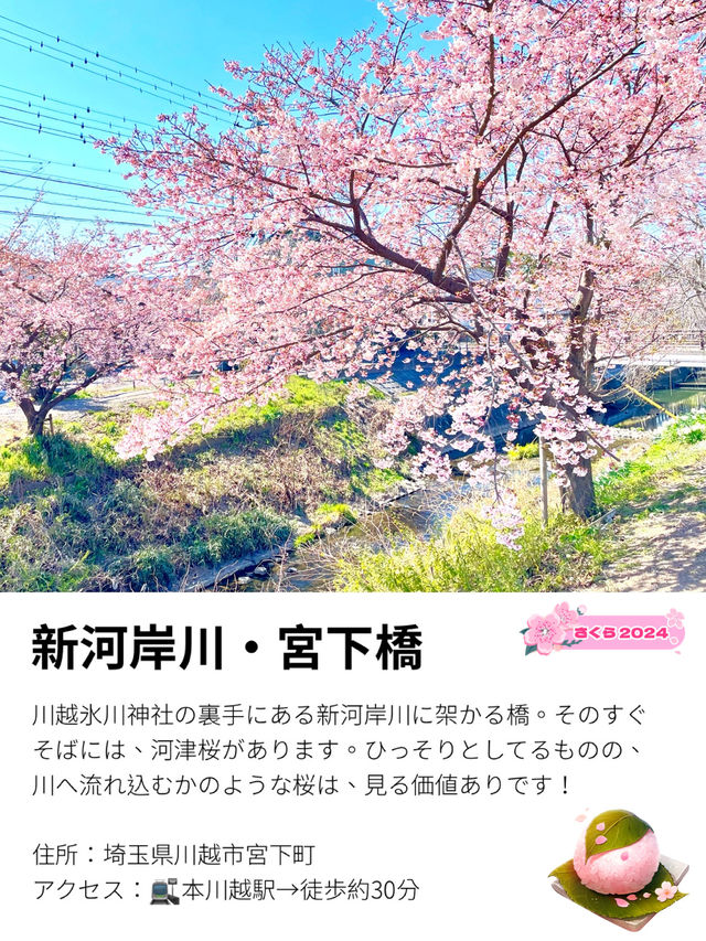 【新河岸川・宮下橋/埼玉県】川に流れ込むかのような美しい河津桜