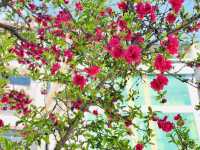 Flowering cherry blossoms in Kathmandu.