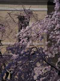 【京都×桜】ホントは教えたくない🙅日本最古の官公庁建造物と中庭の桜🌸