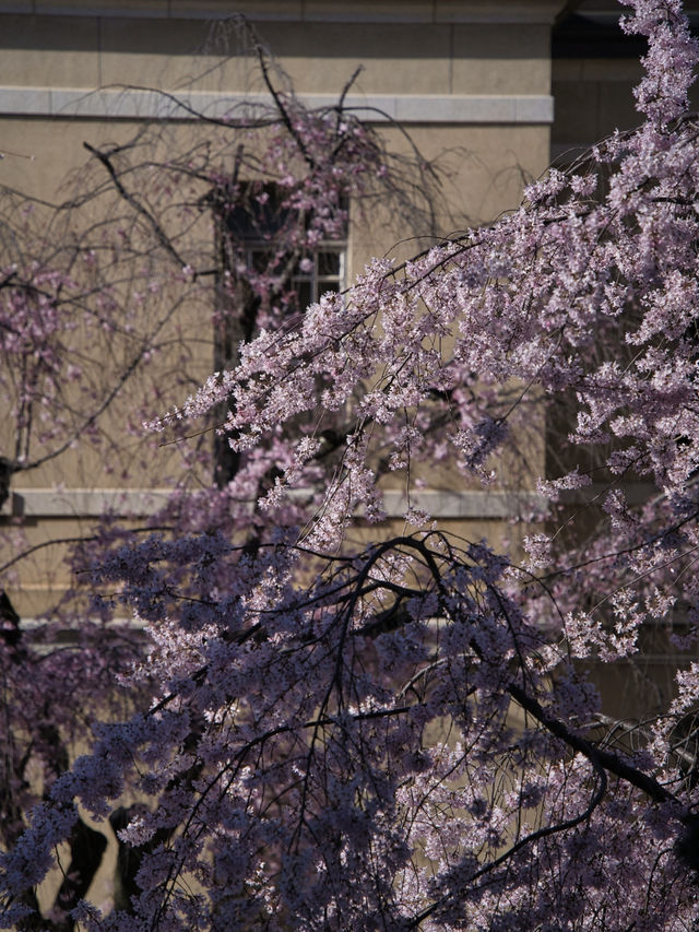 【京都×桜】ホントは教えたくない🙅日本最古の官公庁建造物と中庭の桜🌸