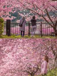 Kawazu Sakura Cherry blossom แห่งเมืองคะวะซุ🌸