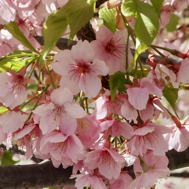 Takashi Murakami and Cherry Blossoms