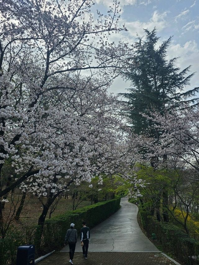 벚꽃놀이 가기 좋은 대구 이월드 83타워