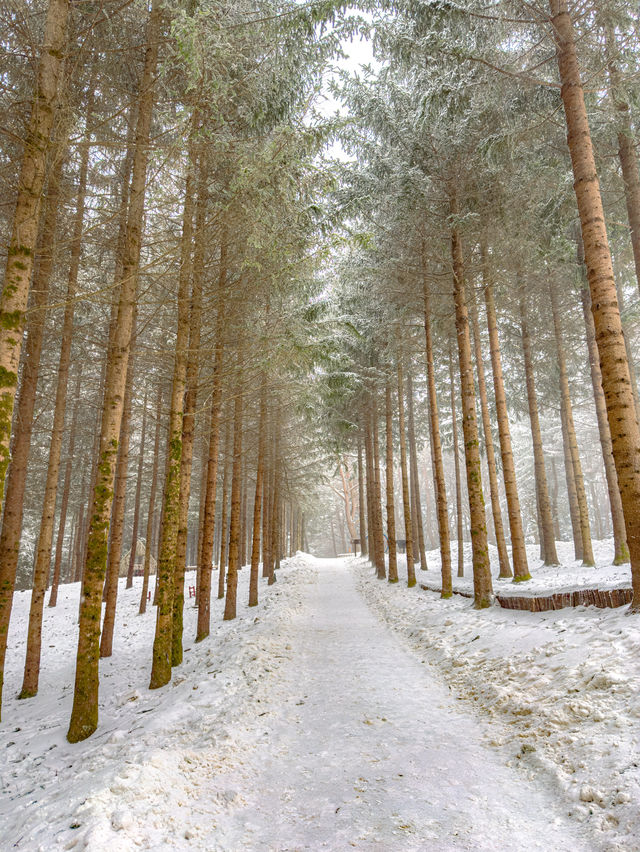 용평 스키장, 발왕산과 함께 가기좋은 애니포레❄️