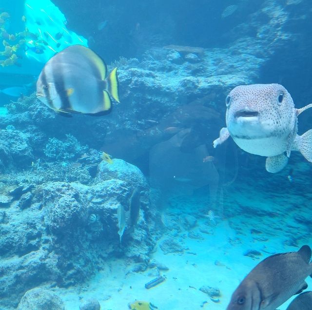 ジンベイザメを間近で見れる水族館⭐美ら海水族館⭐