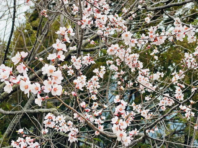 Cherry blossoms dotting the landscape.