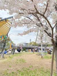 【大阪】天王寺てんしばの桜