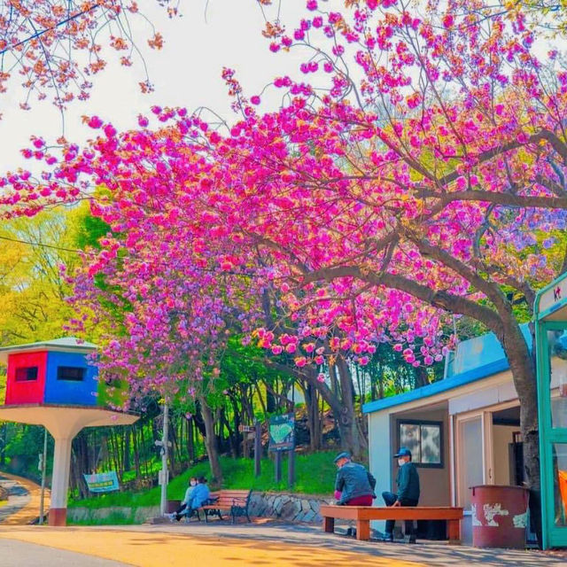 Beautiful Cherry Blossom of Eunpa Lake Park