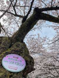 【富山】18種類1,800本もの桜が植えられている公園