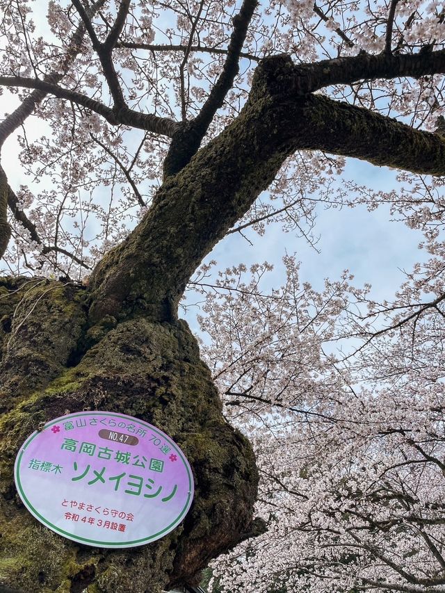 【富山】18種類1,800本もの桜が植えられている公園