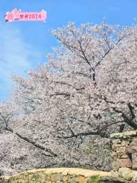 분홍분홍한 벚꽃과 한국스러운 성곽의 조합이 아름다운 곳🌸