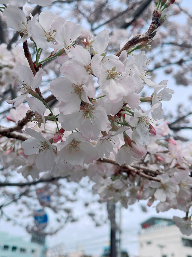 【横浜】サクラの名所/大岡川🌸✨