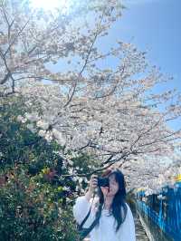국내 최대 벚꽃 축제 진해군항제, 경화역🌸
