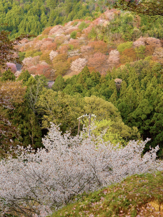 一生に一度は訪れたい‼️奈良・吉野山の桜🌸