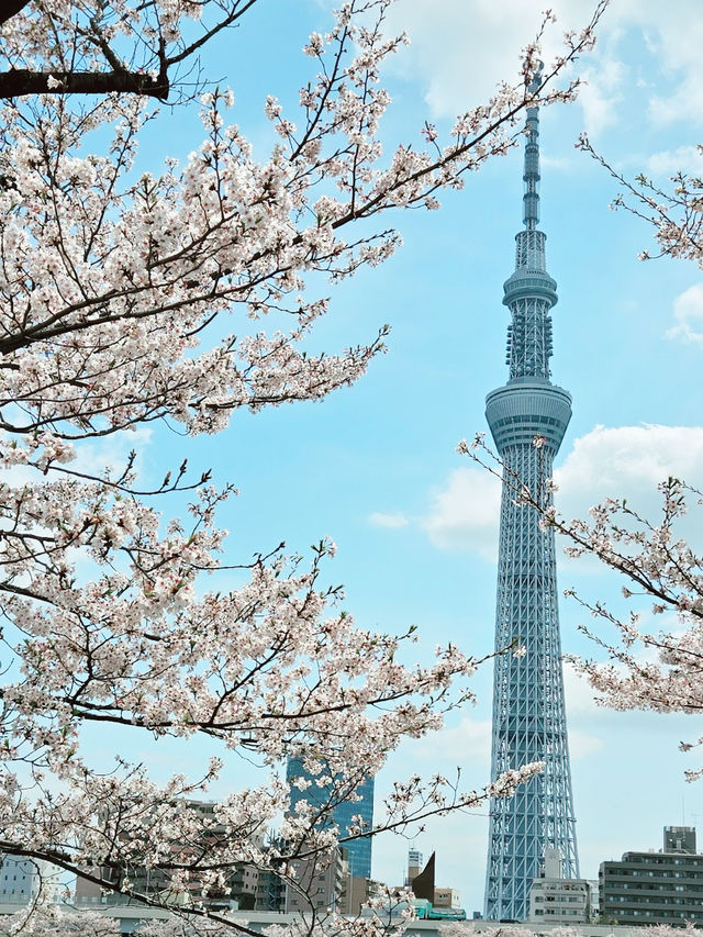 【東京】隅田公園：櫻花季節，賞櫻、參觀淺草寺和晴空塔的絕佳選擇