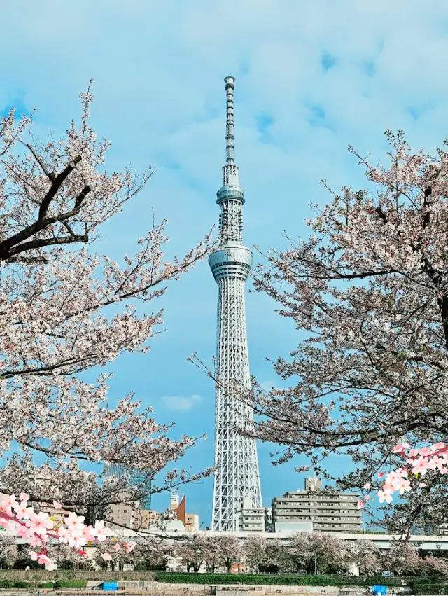 【東京】隅田公園：桜の季節に、お花見、浅草寺とスカイツリーの訪問に最適。