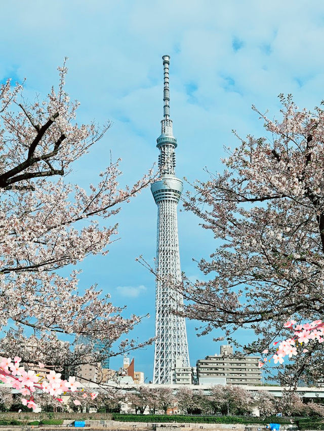 【東京】隅田公園：櫻花季節，賞櫻、參觀淺草寺和晴空塔的絕佳選擇