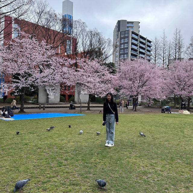 錦町公園 搖曳在陽光下的櫻花，姿態美不勝收