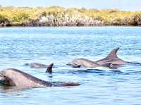 Adelaide Dolphin Sanctuary