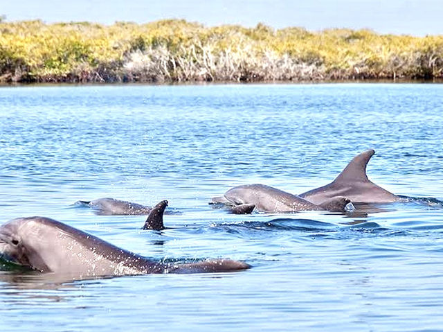 Adelaide Dolphin Sanctuary