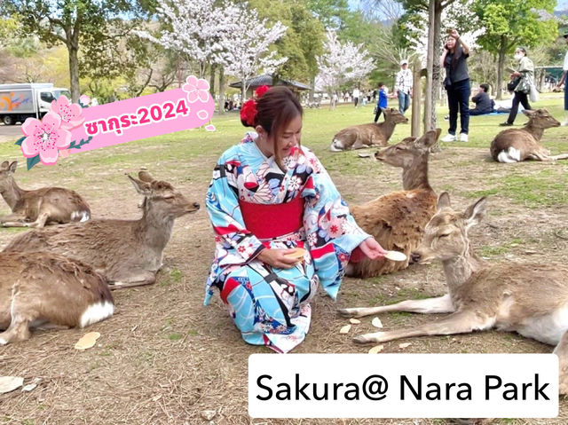 🌸 ซากุระบานที่สวนกวางนารา 🌸