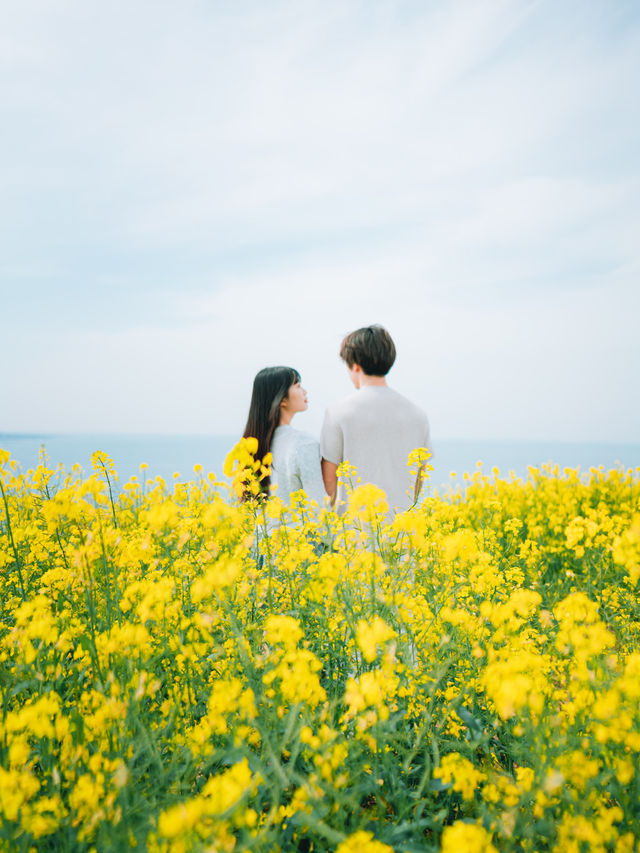 🇰🇷濟州島|必去景點「咸德海水浴場」果凍海配上油菜花！夢幻組合！