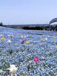  Nemophila Festival งานเทศกาลดอกไม้โอซาก้า